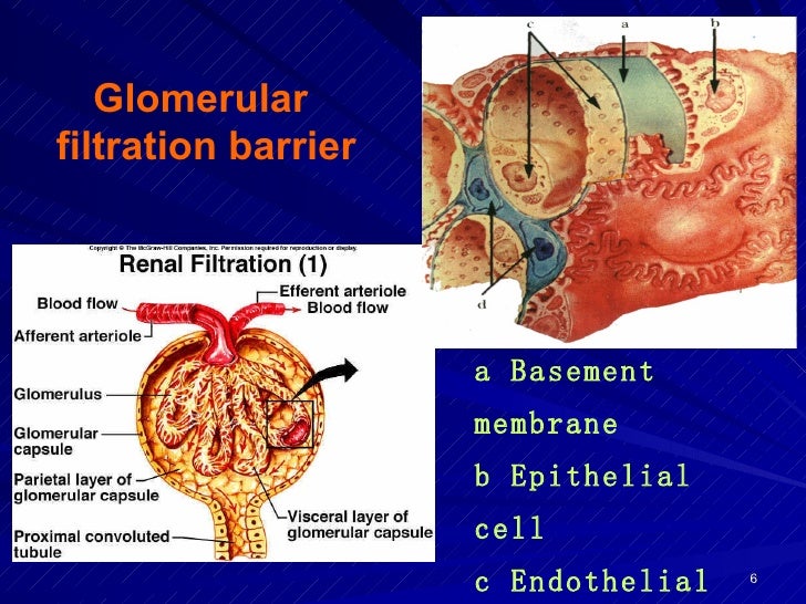 C\documents and settings\administrator\桌面\20100607 nephrotic syndrome