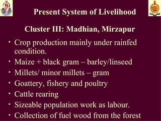 Present System of Livelihood Cluster III: Madhian, Mirzapur Crop production mainly under rainfed condition. Maize + black gram – barley/linseed Millets/ minor millets – gram Goattery, fishery and poultry  Cattle rearing Sizeable population work as labour. Collection of fuel wood from the forest 