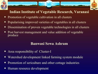 Indian Institute of Vegetable Research, Varanasi Promotion of vegetable cultivation in all clusters  Popularising improved varieties of vegetables in all clusters Dissemination of proven vegetable technologies in all clusters  Post harvest management and value addition of vegetable produce  Banwasi Sewa Ashram Area responsibility of  Cluster-I Watershed development linked farming system module Promotion of sericulture and other cottage industries  Human resource development 