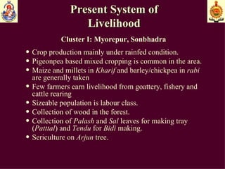 Present System of Livelihood Cluster I: Myorepur, Sonbhadra Crop production mainly under rainfed condition.  Pigeonpea based mixed cropping is common in the area. Maize and millets in  Kharif  and barley/chickpea in  rabi  are generally taken Few farmers earn livelihood from goattery, fishery and cattle rearing Sizeable population is labour class. Collection of wood in the forest. Collection of  Palash  and  Sal  leaves for making tray ( Patttal ) and  Tendu  for  Bidi  making. Sericulture on  Arjun  tree. 