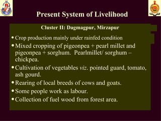 Present System of Livelihood   Cluster II: Dagmagpur, Mirzapur Crop production mainly under rainfed condition Mixed cropping of pigeonpea + pearl millet and  pigeonpea + sorghum.  Pearlmillet/ sorghum –  chickpea. Cultivation of vegetables  viz . pointed guard, tomato, ash gourd. Rearing of local breeds of cows and goats. Some people work as labour.  Collection of fuel wood from forest area.   