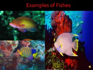 Examples of Fishes<br />