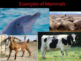 Examples of Mammals<br />