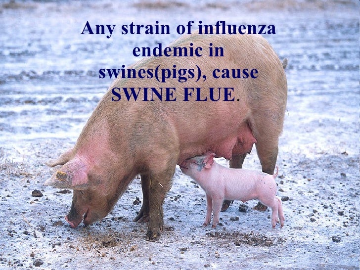 Swine Flu Prevention and Protection