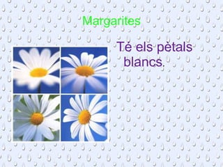 Margarites Té els pètals blancs . 