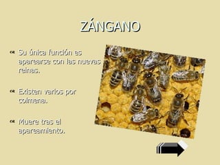 ZÁNGANO Su única función es aparearse con las nuevas reinas. Existen varios por colmena. Muere tras el apareamiento.  
