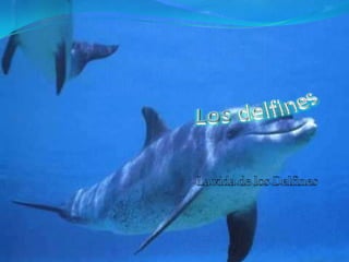 Los delfines La vida de los Delfines 
