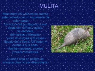 MULITA Mide entre 25 y 50 cm su cuerpo esta cubierto por un caparazón de color pardo.  Su hocico es puntiagudo y sus patas son cortas y ágiles. Se alimenta  de hierbas e insectos. Viven en cuevas que cavan debajo de la tierra. Allí tienen y cuidan a sus crías. Habitan sabanas, montes y zonas arbustivas.  Cuando está en peligro se enrosca para no ser descubierta. 