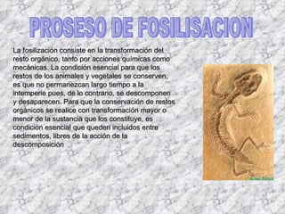La fosilización consiste en la transformación del resto orgánico, tanto por acciones químicas como mecánicas. La condición esencial para que los restos de los animales y vegetales se conserven, es que no permanezcan largo tiempo a la intemperie pues, de lo contrario, se descomponen y desaparecen. Para que la conservación de restos orgánicos se realice con transformación mayor o menor de la sustancia que los constituye, es condición esencial que queden incluidos entre sedimentos, libres de la acción de la descomposición PROSESO DE FOSILISACION