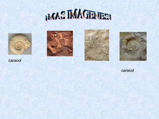 ¡MAS IMAGENES! caracol caracol