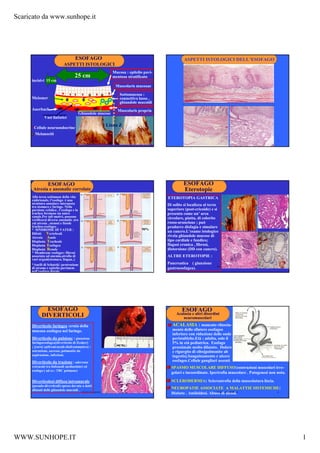 Scaricato da www.sunhope.it




                                    ESOFAGO                                                      ASPETTI ISTOLOGICI DELL’ESOFAGO
                            ASPETTI ISTOLOGICI
                                                             Mucosa : epitelio pavi-
                                    25 cm                    mentoso stratificato
     incisivi 15 cm
                                                               Muscolaris mucosae

                                                                 Sottomucosa :
     Meissner                                                    connettivo lasso ,
                                                                 ghiandole mucoidi
     Auerbach                                                   Muscolaris propria
                                      Ghiandole mucose
              Vasi linfatici
                                                           Linea Z
       Cellule neuroendocrine
       Melanociti
                                          WWW.SUNHOPE.IT                      1                                      WWW.SUNHOPE.IT                   2




                 ESOFAGO                                                                        ESOFAGO
      Atresia e anomalie correlate                                                              Eterotopie
     Alla terza settimana della vita                                                   ETEROTOPIA GASTRICA
     embrionale, l’esofago è una
     struttura annulare interposta                                                     Di solito si localizza al terzo
     tra stomaco e faringe. Nella
     porzione cefalica , l’esofago e la                                                superiore (post-cricoide) e si
     trachea formano un unico                                                          presenta come un’ area
     canale.Per tali motivi, possono                                                   circolare, piatta, di colorito
     verificarsi diverse anomalie ,tra
     cui atresia , stenosi e fistole                                                   rosso-arancione ; può
     tracheo-esofagee .                                                                produrre disfagia e simulare
     * SINDROME DI VATER :                                                   90%
     Difetti Vertebrali
                                                                                       un cancro.L’esame istologico
     Atresia Anale                                                                     rivela ghiandole mucose di
     Displasia Tracheale                                                               tipo cardiale e fundico;
     Displasia Esofagea                                                                flogosi cronica , fibrosi,
     Displasia Renale                                                                  distorsione (DD con cancro).
     * Membrane esofagee: fibrosi
     associata ad anemia,atrofia di                                                    ALTRE ETEROTOPIE :
     vari organi(stomaco, lingua..)
     *Anelli di Schatzki :protrusione                                                  Pancreatica ( giunzione
                                          WWW.SUNHOPE.IT                      3                                      WWW.SUNHOPE.IT                   4
     di stroma e epitelio paviment.                                                    gastroesofagea).
     nell’esofago distale.




              ESOFAGO                                                                          ESOFAGO
            DIVERTICOLI                                                                     Acalasia e altri disordini
                                                                                                neuromuscolari
      Diverticolo faringeo :ernia della                                                  ACALASIA : mancato rilascia-
      mucosa esofagea nel faringe.                                                       mento dello sfintere esofageo
                                                                                         inferiore con riduzione delle onde
      Diverticolo da pulsione : giunzione                                                peristaltiche.Età : adulta, solo il
      faringoesofagea[diverticolo di Zenker]                                             5% in età pediatrica. Esofago
      ; [raro] epifrenico(sub-diaframmatico) :                                           prossimale molto dilatato. Dolore
      ostruzione, ascesso, polmonite da                                                  e rigurgito di cibo[polmonite ab
      aspirazione, infezioni.                                                            ingestis].Sanguinamento e ulcere
      Diverticolo da trazione : aderenze                                                 esofagee.Cellule gangliari assenti
      retraenti tra linfonodi mediastinici ed                                            SPASMO MUSCOLARE DIFFUSO:contrazioni muscolari irre-
      esofago ( ad es.: TBC polmone)
                                                                                         golari e incoordinate. Ipertrofia muscolare . Patogenesi non nota.

      Diverticolosi diffusa intramurale                                                  SCLERODERMIA: Scleroatrofia della muscolatura liscia.
      (pseudo-diverticoli) spesso dovuta a dotti
      dilatati delle ghiandole mucoidi .
                                                                                         NEUROPATIE ASSOCIATE A MALATTIE SISTEMICHE:
                                          WWW.SUNHOPE.IT                      5                                   WWW.SUNHOPE.IT  6
                                                                                         Diabete . Amiloidosi. Abuso di alcool.




WWW.SUNHOPE.IT                                                                                                                                                1
 