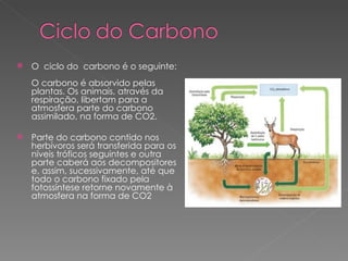 O  ciclo do  carbono é o seguinte:  O carbono é absorvido pelas plantas. Os animais, através da respiração, libertam para a atmosfera parte do carbono  assimilado, na forma de CO2.  Parte do carbono contido nos herbívoros será transferida para os níveis tróficos seguintes e outra parte caberá aos decompositores e, assim, sucessivamente, até que todo o carbono fixado pela fotossíntese retorne novamente à atmosfera na forma de CO2  