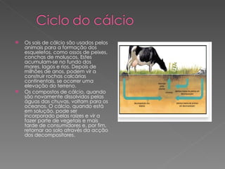 Os sais de cálcio são usados pelos animais para a formação dos esqueletos, como ossos de peixes, conchas de moluscos. Estes acumulam-se no fundo dos mares, lagos e rios. Depois de milhões de anos, podem vir a construir rochas calcárias continentais, se ocorrer uma elevação do terreno.  Os compostos de cálcio, quando são novamente dissolvidos pelas águas das chuvas, voltam para os oceanos. O cálcio, quando está em solução, pode ser incorporado pelas raízes e vir a fazer parte de vegetais e mais tarde de consumidores e, por fim, retornar ao solo através da acção dos decompositores. 