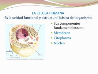 LA CELULA HUMANAEs la unidad funcional y estructural básica del organismo Sus componentes fundamentales son: Membrana Citoplasma  Núcleo 