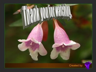 Thank you for watching. T Created by: 