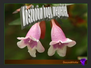 Köszönöm hogy, megnézted. T ö sszeállította: 