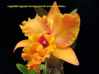 Legalább egyszer tervezz évente   a korai órákban. 