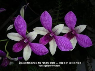 Élj a pillanatnak. Ne rohanj előre ... Még sok ízlelni való van a jelen életben. 