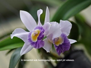 A társadtól sok boldogság függ, ezért jól válaszz. 