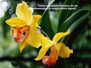 Tanulj meg nemet mondani, de ezt figyelmességgel és meggondolva tegyed.   