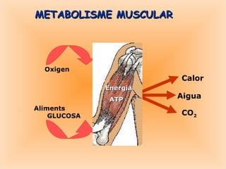 METABOLISME MUSCULAR Energia ATP Oxigen Aliments  GLUCOSA Calor Aigua CO 2 