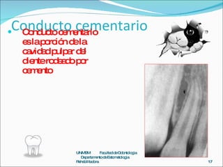 Conducto cementario <ul><li>Conducto cementario es la porción de la cavidad pulpar del diente rodeado por cemento  </li></...