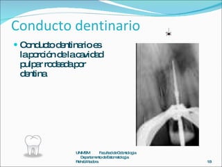 Conducto dentinario <ul><li>Conducto dentinario es la porción de la cavidad pulpar rodeada por dentina  </li></ul>UNMSM  F...