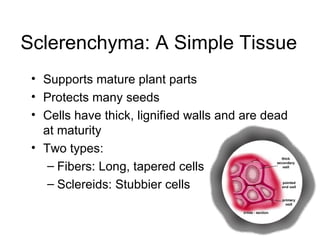 Sclerenchyma: A Simple Tissue
 • Supports mature plant parts
 • Protects many seeds
 • Cells have thick, lignified walls and are dead
   at maturity
 • Two types:
    – Fibers: Long, tapered cells
    – Sclereids: Stubbier cells
 
