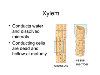 Xylem
• Conducts water
  and dissolved
  minerals
• Conducting cells
  are dead and
  hollow at maturity
                                   vessel
                                   member
                       tracheids
 