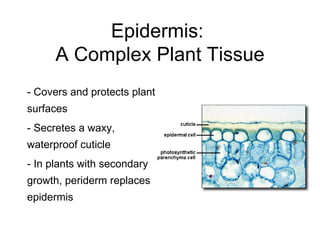 Epidermis:
      A Complex Plant Tissue
- Covers and protects plant
surfaces
- Secretes a waxy,
waterproof cuticle
- In plants with secondary
growth, periderm replaces
epidermis
 