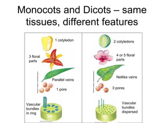 Monocots and Dicots – same
 tissues, different features
              1 cotyledon     2 cotyledons



  3 floral                      4 or 5 floral
  parts                         parts



                                Netlike veins
             Parallel veins

               1 pore         3 pores



 Vascular                          Vascular
 bundles                           bundles
 in ring                           dispersed
 