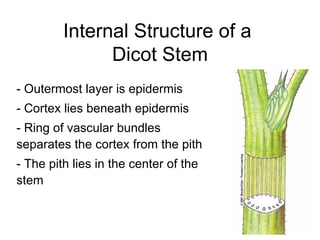Internal Structure of a
               Dicot Stem
- Outermost layer is epidermis
- Cortex lies beneath epidermis
- Ring of vascular bundles
separates the cortex from the pith
- The pith lies in the center of the
stem
 