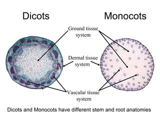 Dicots                              Monocots
                        Ground tissue
                           system



                        Dermal tissue
                          system




                        Vascular tissue
                           system

Dicots and Monocots have different stem and root anatomies
 