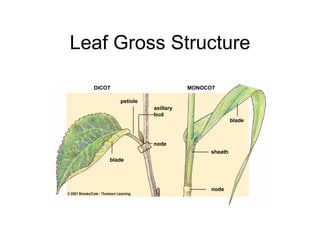 Leaf Gross Structure

  DICOT                        MONOCOT

          petiole
                    axillary
                    bud
                                              blade



                    node
                                     sheath
      blade




                                     node
 