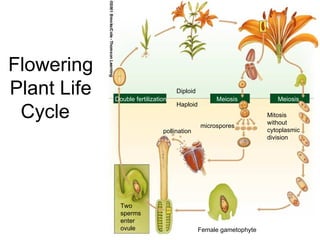 Flowering
Plant Life   Double fertilization
                                    Diploid
                                                   Meiosis            Meiosis

 Cycle
                                    Haploid
                                                                   Mitosis
                                                                   without
                                              microspores
                               pollination                         cytoplasmic
                                                                   division




               Two
               sperms
               enter
               ovule                          Female gametophyte
 