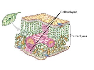 Collenchyma




       Parenchyma
 