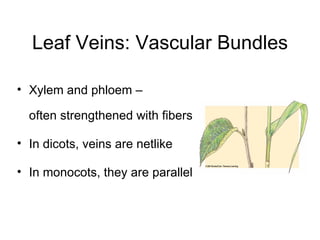 Leaf Veins: Vascular Bundles

• Xylem and phloem –

  often strengthened with fibers

• In dicots, veins are netlike

• In monocots, they are parallel
 