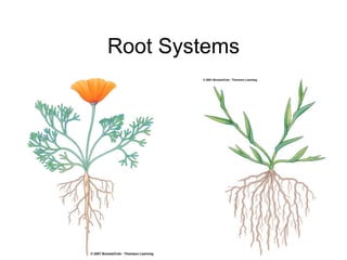 Root Systems
 