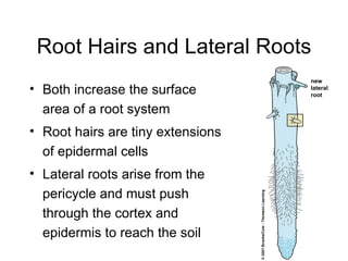 Root Hairs and Lateral Roots
                                   new
• Both increase the surface        lateral
                                   root

  area of a root system
• Root hairs are tiny extensions
  of epidermal cells
• Lateral roots arise from the
  pericycle and must push
  through the cortex and
  epidermis to reach the soil
 