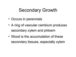 Secondary Growth
• Occurs in perennials
• A ring of vascular cambium produces
 secondary xylem and phloem
• Wood is the accumulation of these
 secondary tissues, especially xylem
 