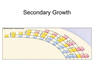 Secondary Growth
 