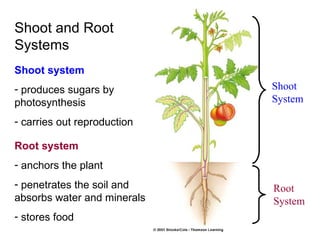 Shoot and Root
Systems
Shoot system
- produces sugars by         Shoot
photosynthesis               System

- carries out reproduction

Root system
- anchors the plant
- penetrates the soil and    Root
absorbs water and minerals   System
- stores food
 