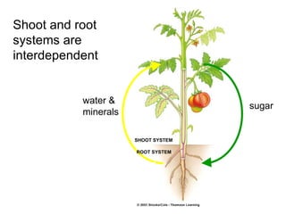 Shoot and root
systems are
interdependent


           water &
                                     sugar
           minerals

                      SHOOT SYSTEM

                      ROOT SYSTEM
 