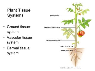 Plant Tissue
  Systems                 EPIDERMIS




• Ground tissue     VASCULAR TISSUES

  system
• Vascular tissue
                     GROUND TISSUES
  system
                                       SHOOT SYSTEM
• Dermal tissue
                                       ROOT SYSTEM

  system
 