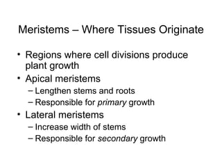 Meristems – Where Tissues Originate

• Regions where cell divisions produce
  plant growth
• Apical meristems
  – Lengthen stems and roots
  – Responsible for primary growth
• Lateral meristems
  – Increase width of stems
  – Responsible for secondary growth
 