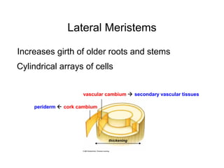 Lateral Meristems

Increases girth of older roots and stems
Cylindrical arrays of cells


                     vascular cambium  secondary vascular tissues

    periderm  cork cambium




                              thickening
 
