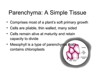 Parenchyma: A Simple Tissue
• Comprises most of a plant’s soft primary growth
• Cells are pliable, thin walled, many sided
• Cells remain alive at maturity and retain
  capacity to divide
• Mesophyll is a type of parenchyma that
  contains chloroplasts
 