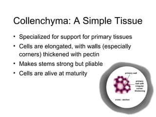 Collenchyma: A Simple Tissue
• Specialized for support for primary tissues
• Cells are elongated, with walls (especially
  corners) thickened with pectin
• Makes stems strong but pliable
• Cells are alive at maturity
 