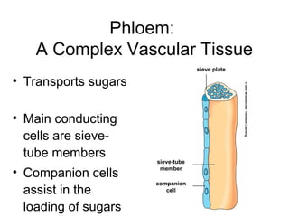 Phloem:
    A Complex Vascular Tissue
                                   sieve plate

• Transports sugars

• Main conducting
  cells are sieve-
  tube members
                      sieve-tube

• Companion cells      member

                      companion
  assist in the          cell


  loading of sugars
 