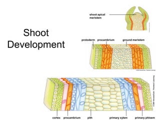 shoot apical
                                    meristem




   Shoot                       protoderm procambrium        ground meristem

Development




        cortex   procambrium      pith             primary xylem    primary phloem
 